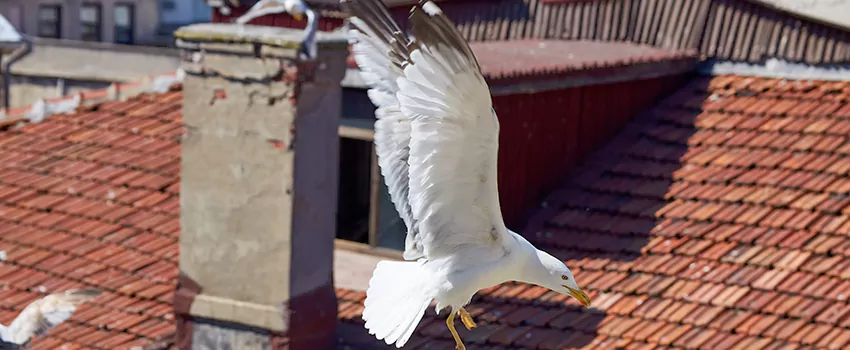 Residential Chimney Animal Removal Solution in Talladega, AL